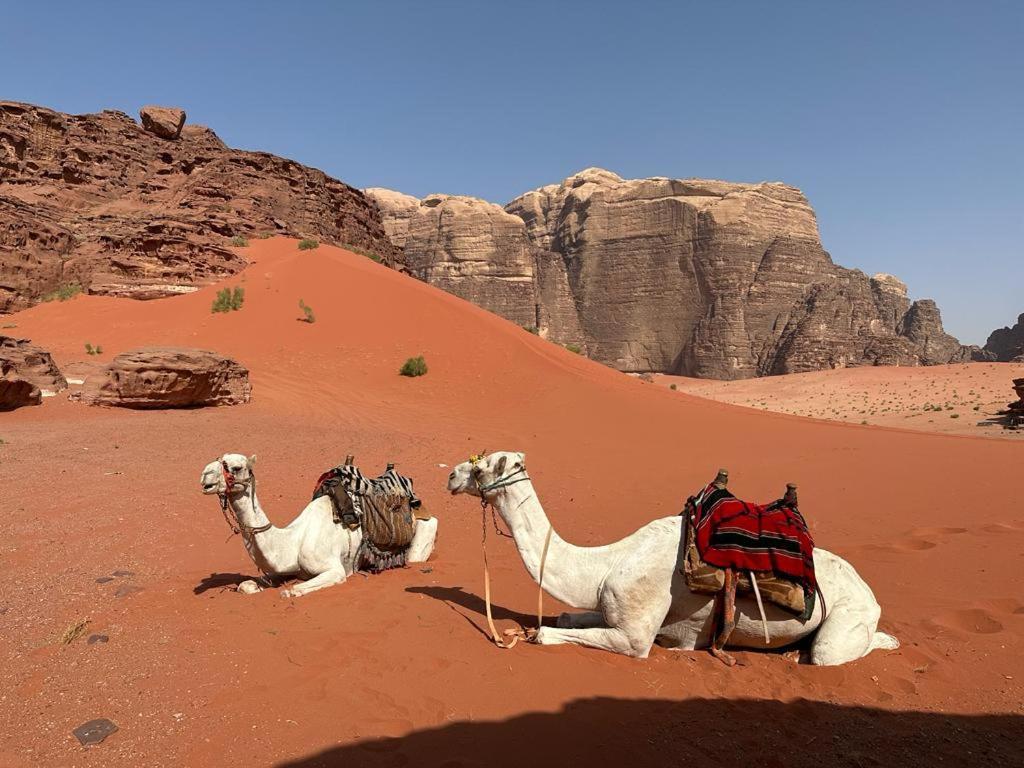 Bedouin Tours Camp Hotel Wadi Rum Bagian luar foto